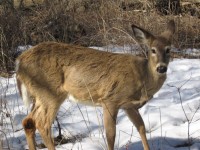 Many snowmobilers have had a close call with a deer in the northwoods.